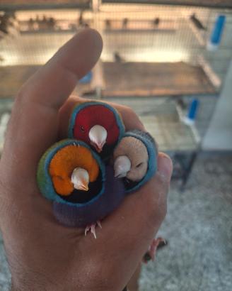 Diamanti di gould