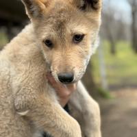 Cane lupo cecoslovacco