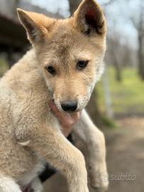 Cane lupo cecoslovacco