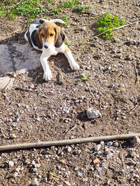 Cucciola incrocio ariegeois e Beagle