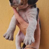 2maschi Beagle Elisabeth