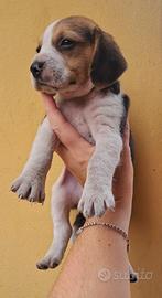 2maschi Beagle Elisabeth