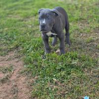 Cuccioli cane corso