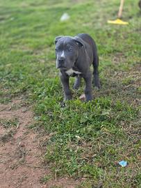 Cuccioli cane corso