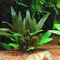 Pianta Cryptocoryne Petchii