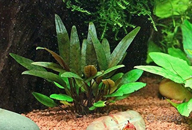 Pianta Cryptocoryne Petchii