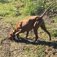 Segugi italiani da lepre