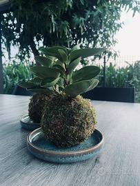 🌿 KOKEDAMA GIAPPONESI 🌿