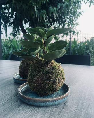 🌿 KOKEDAMA GIAPPONESI 🌿