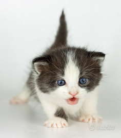 Picolli gattini