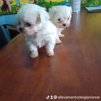 Maltese linea coreana mini Toy