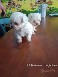Maltese linea coreana mini Toy