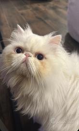 Gatto persiano per accoppiamento