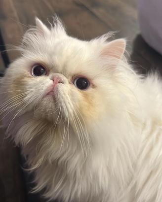 Gatto persiano per accoppiamento