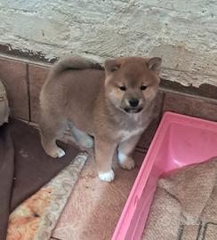 Shiba inu cucciolo