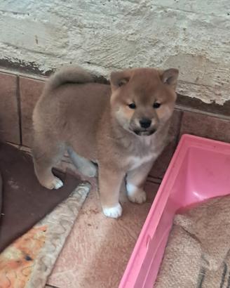 Shiba inu cucciolo