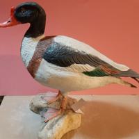 Volpoca in scultura di argilla e dimens. naturali