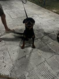 Rottweiler