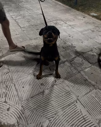 Rottweiler