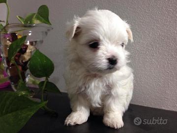 Cucciolo MALTESE