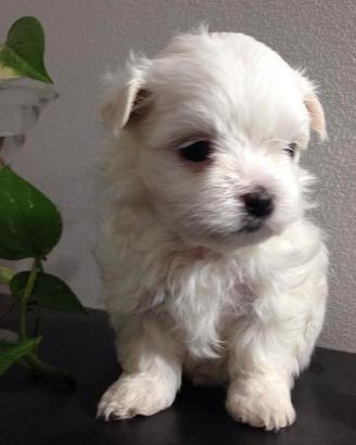 Cucciolo MALTESE
