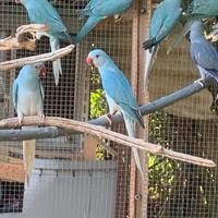 Coppia parrocchetti dal collare Cleartail