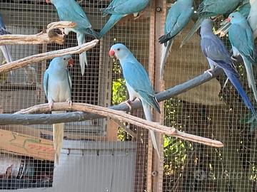 Coppia parrocchetti dal collare Cleartail