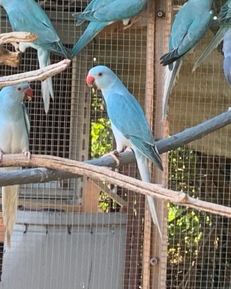 Coppia parrocchetti dal collare Cleartail