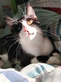 Sagat, adorabile gattino