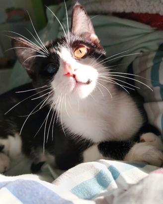 Sagat, adorabile gattino