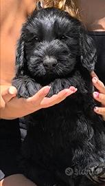Schnauzer gigante