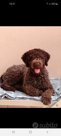 Lagotto x accoppiamento