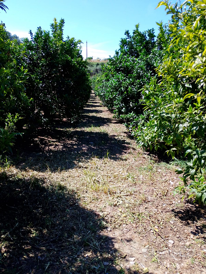Terreno con arance e olive - Vista 3