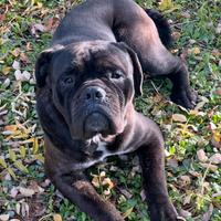 Cane corso