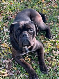 Cane corso