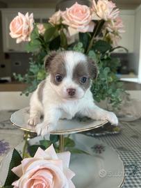 Cucciolo di chihuahua con pedigree ENCI