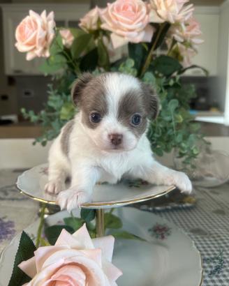 Cucciolo di chihuahua con pedigree ENCI