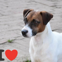 Jack russel maschio per accoppiamento