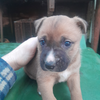 Cuccioli di pastore belga -australiano