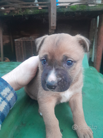 Cuccioli di pastore belga -australiano