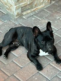 Stallone per monta dí Bulldog francese