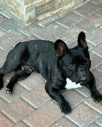 Stallone per monta dí Bulldog francese