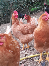 Eggs galline ovaiole e livornesi incrociate