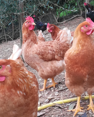 Eggs galline ovaiole e livornesi incrociate