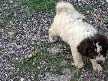 Lagotto