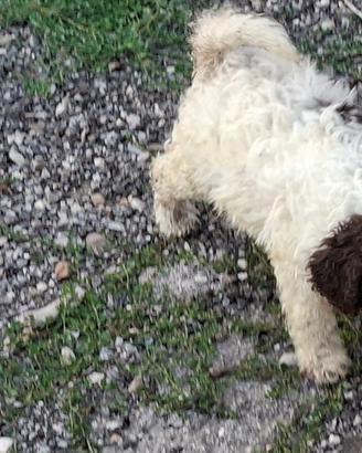 Lagotto