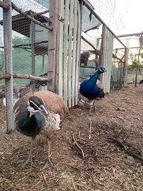 Coppia Pavone blu