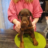 Cuccioli di Dobermann con pedigree