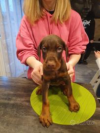 Cuccioli di Dobermann con pedigree