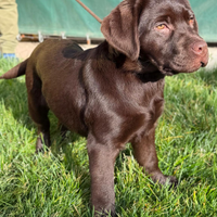 Cuccioli labrador chocolate